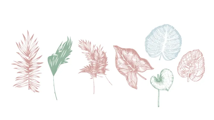 Brassa